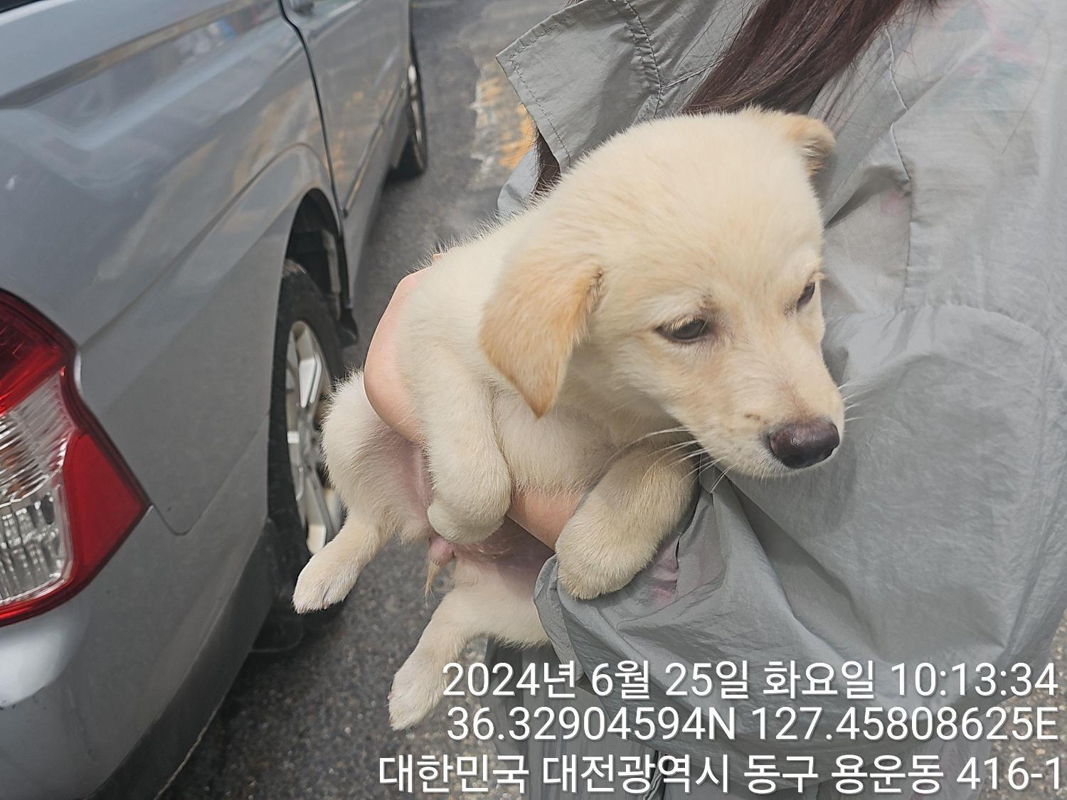 대전동물보호센터_430364202400274