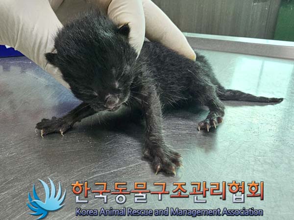 한국동물구조관리협회_441406202401129