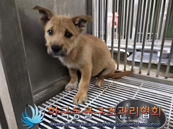 한국동물구조관리협회_441406202401134
