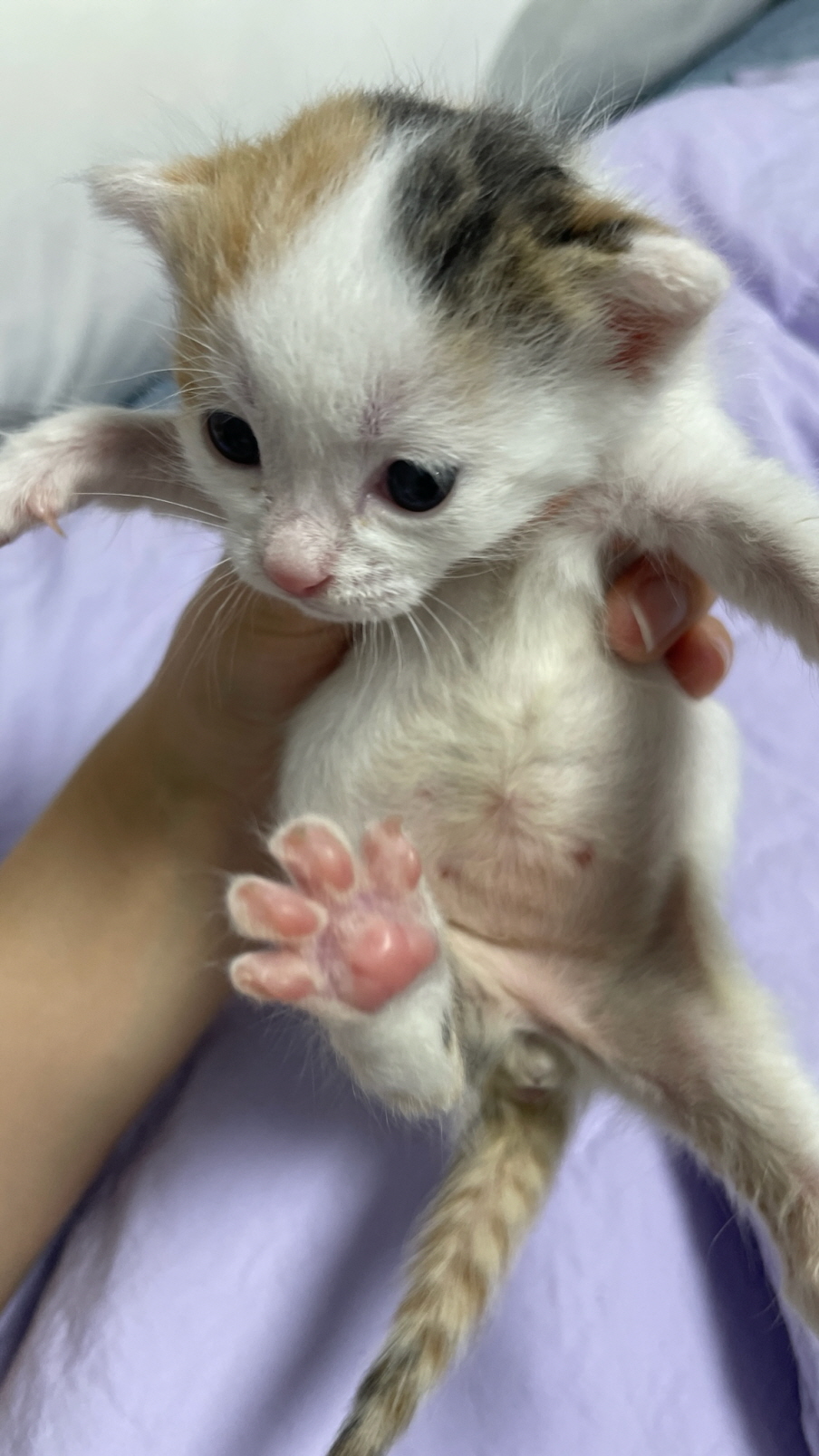 보령길고양이보호협회_444451202400751
