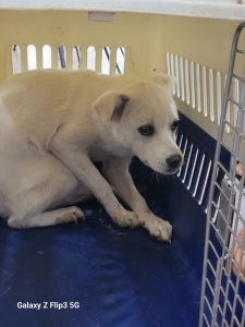 제주 동물보호센터_450650202401939