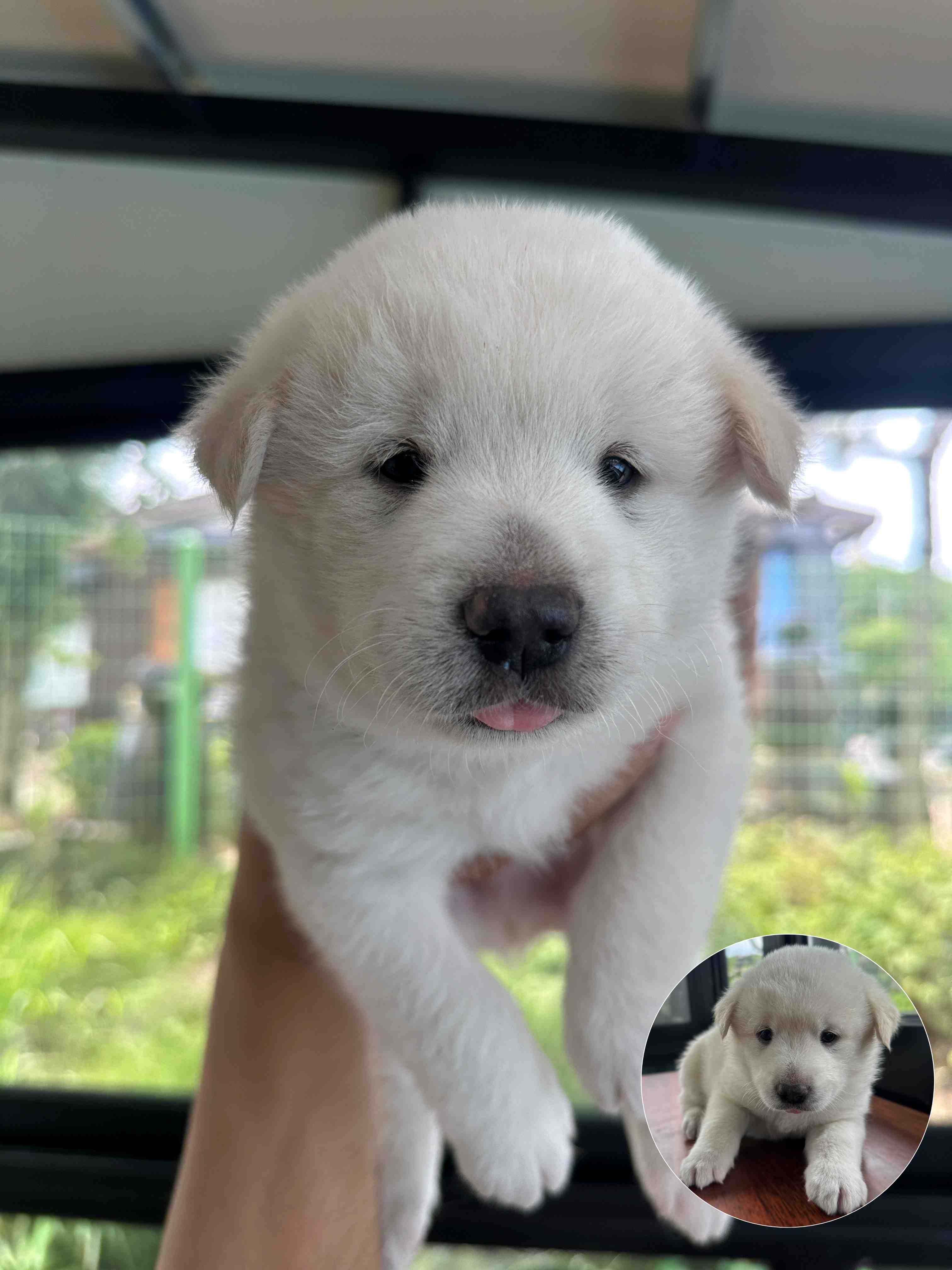 군산유기동물보호센터_445467202401236