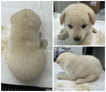 논산시 동물보호센터_444454202400546