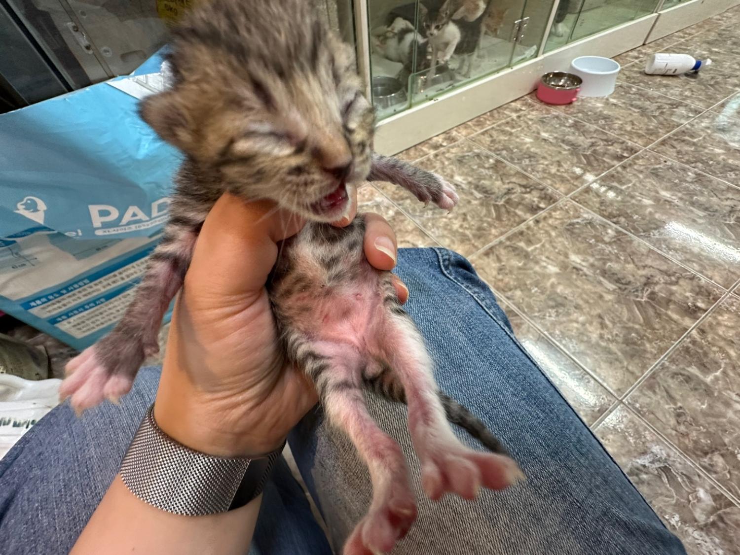 보호중 한국 고양이…
