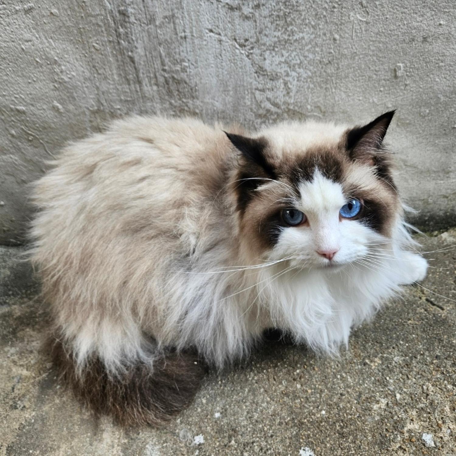 종료(기증) 레그돌…