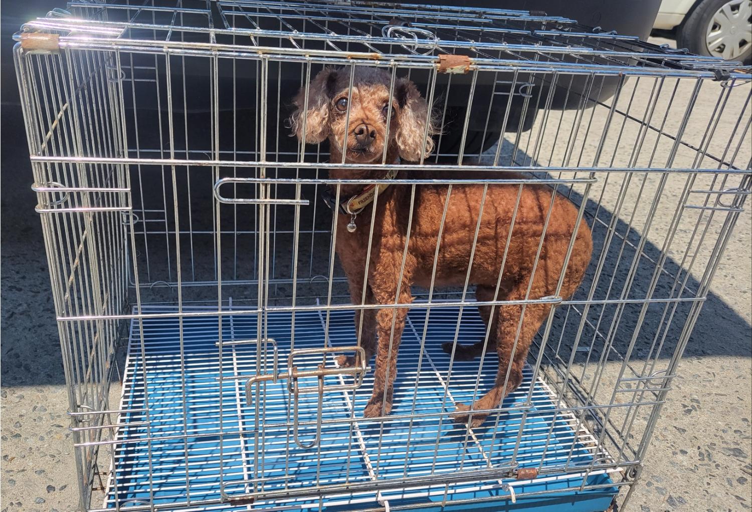 고양시동물보호센터_441394202401437