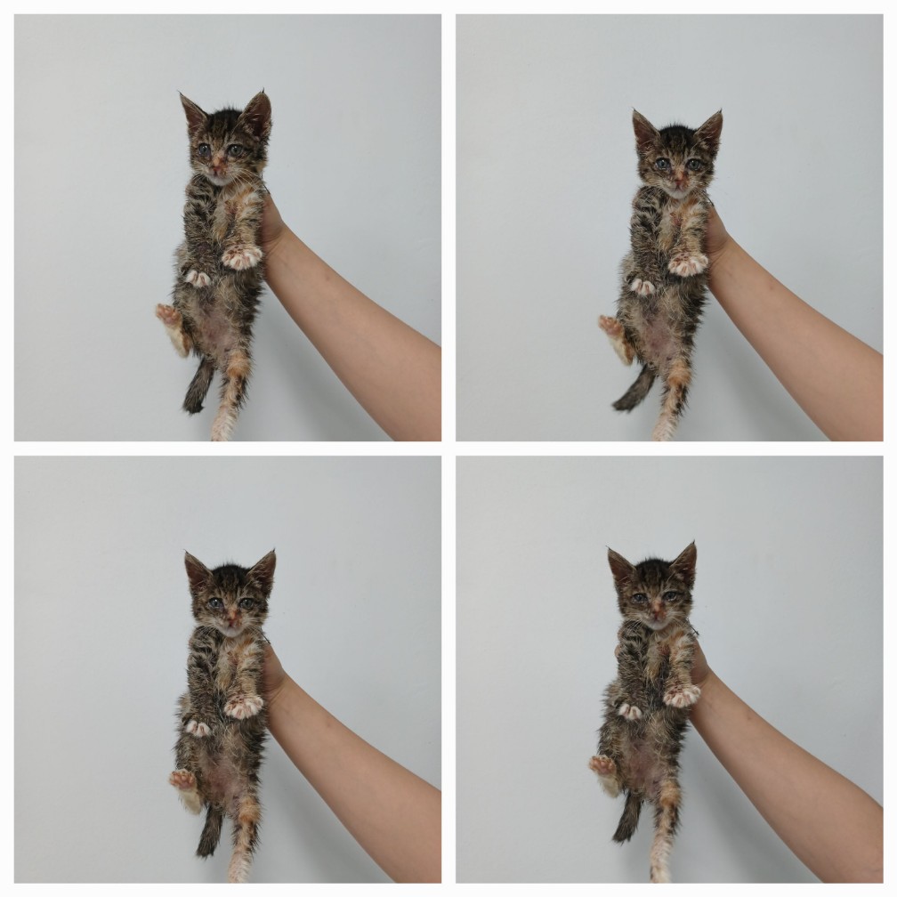 천안시 동물보호센터_444449202401398