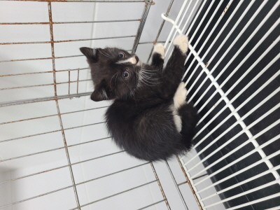 종료(자연사) 믹스…