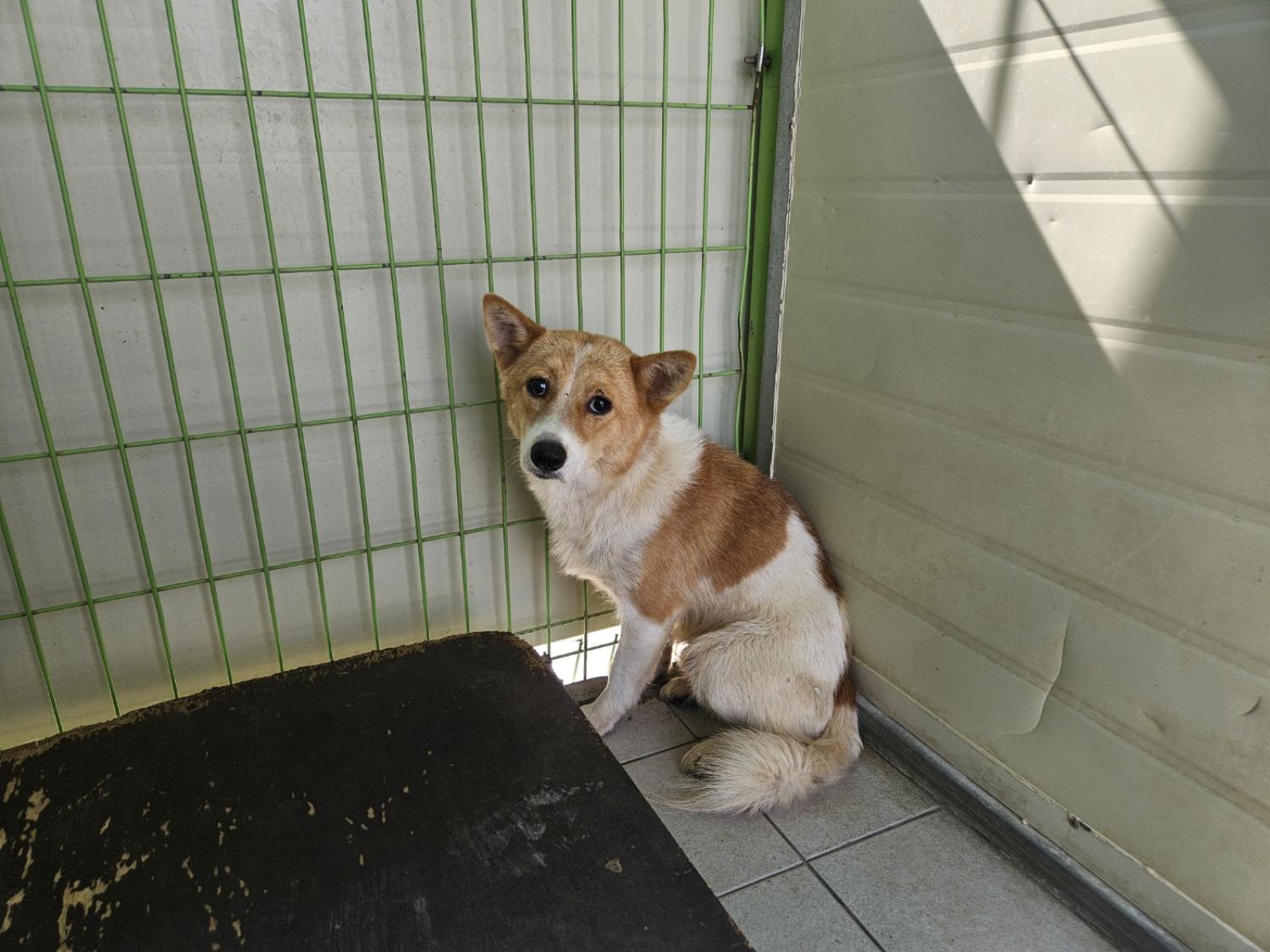 (사)영일동물플러스_447502202400669