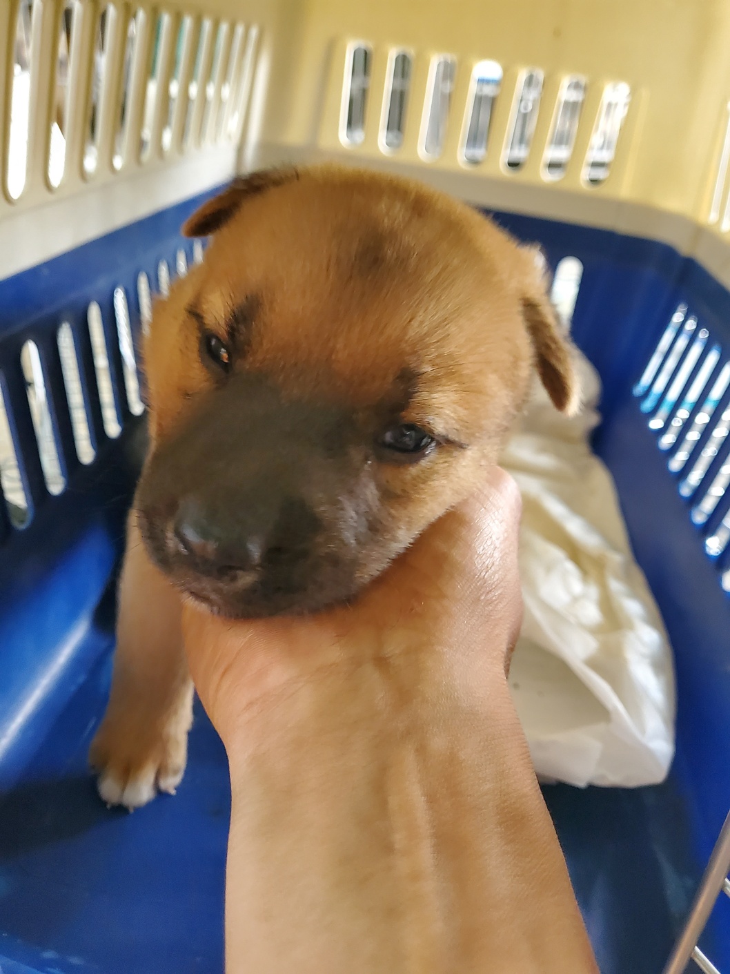 평택시유기동물보호소_441391202401631