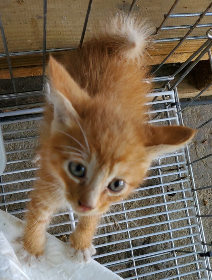 보호중 한국 고양이…