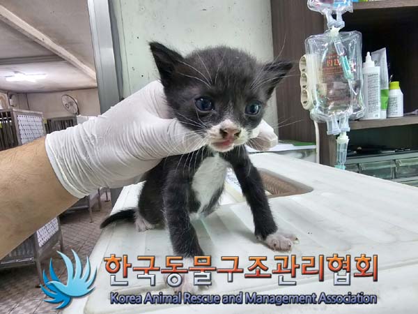 한국동물구조관리협회_441560202400681