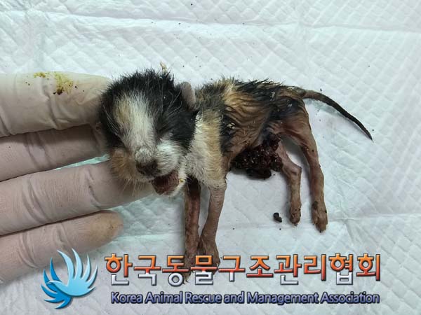 한국동물구조관리협회_411315202400350