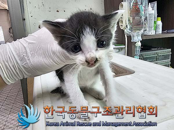 한국동물구조관리협회_441560202400680