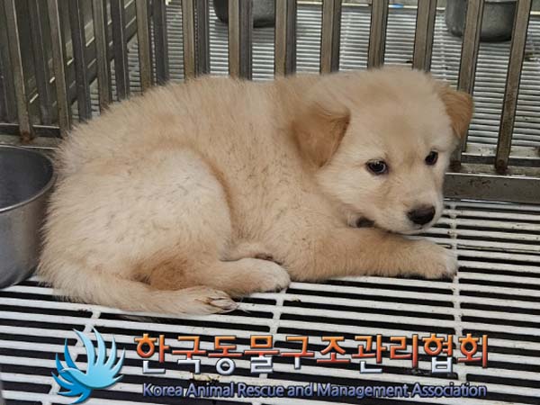 보호중 믹스견의 가…