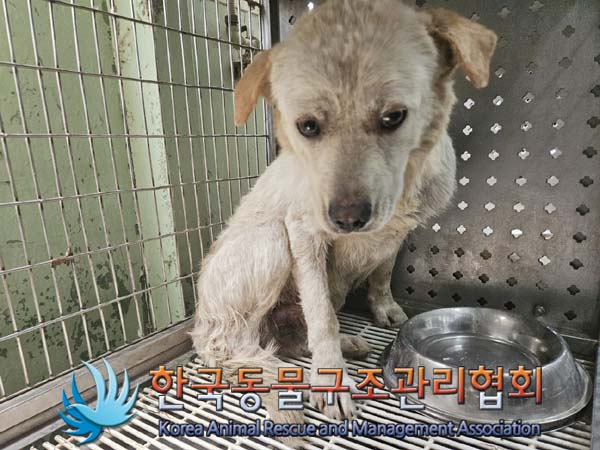 종료(안락사) 믹스…