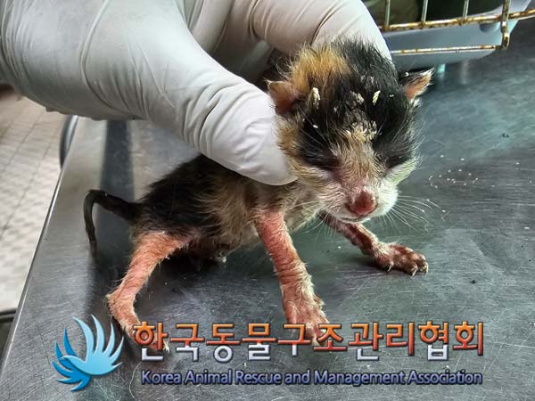 한국동물구조관리협회_411315202400354