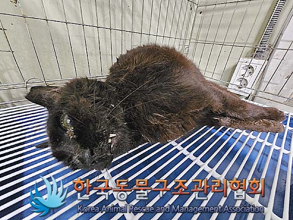 한국동물구조관리협회_411317202400214