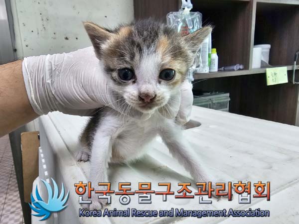 종료(자연사) 한국…