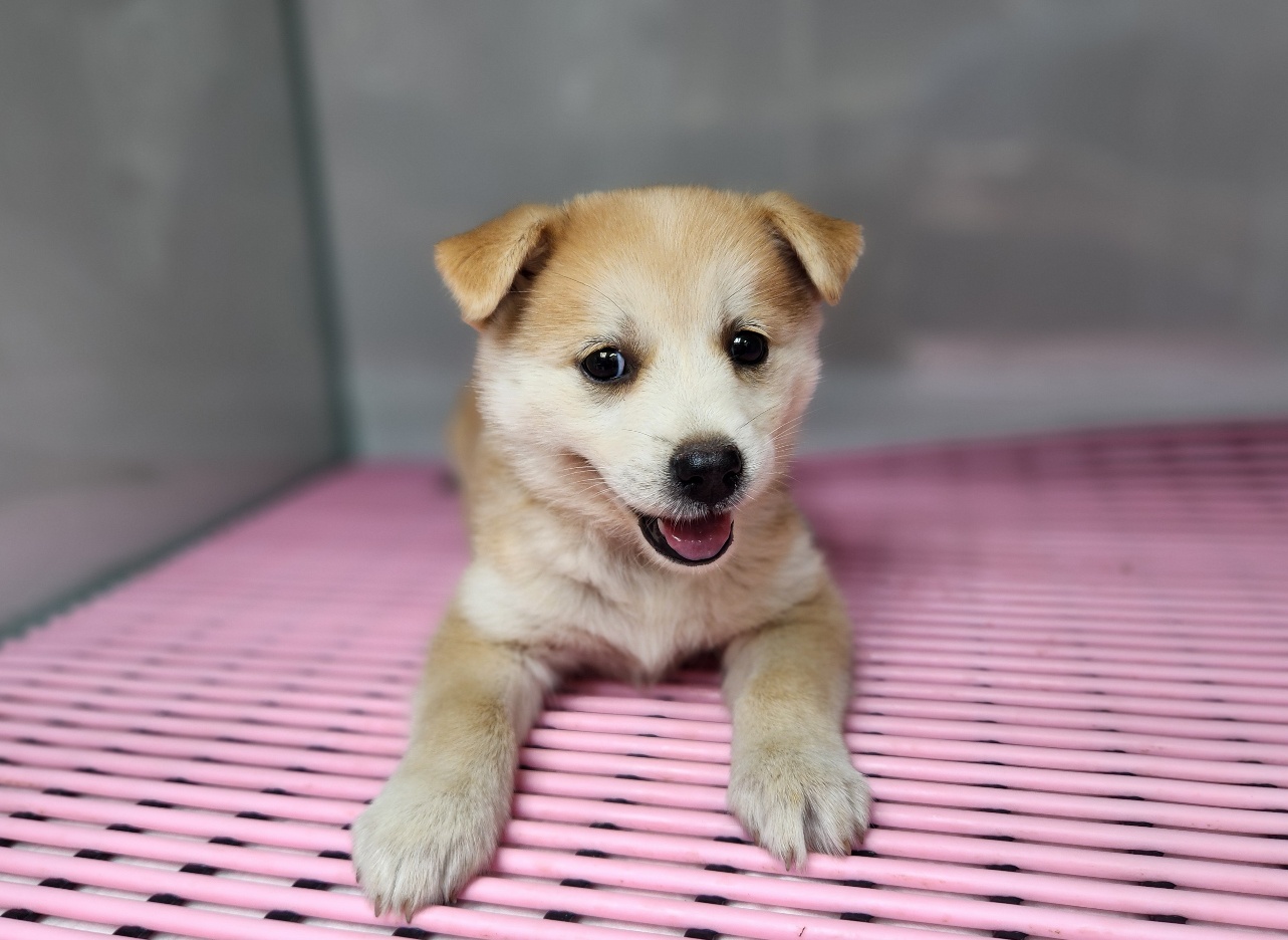 광주TNR동물병원초월_441554202401269