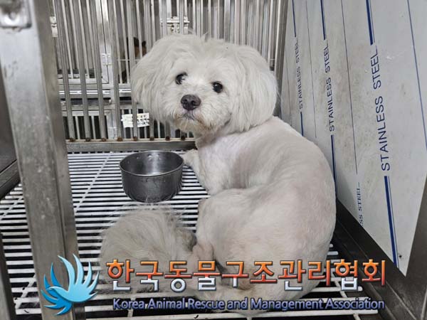 보호중 믹스견의 가…