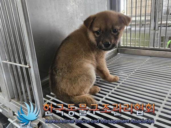 한국동물구조관리협회_411300202400280