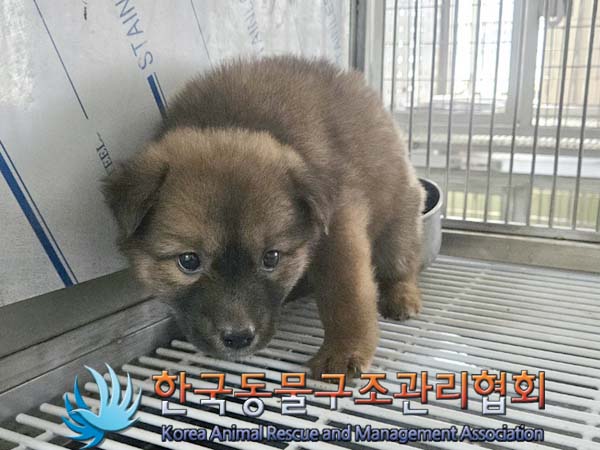 한국동물구조관리협회_411300202400277