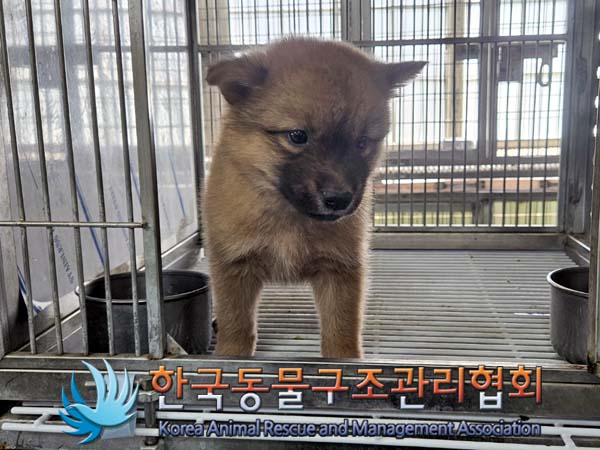 보호중 믹스견의 가…