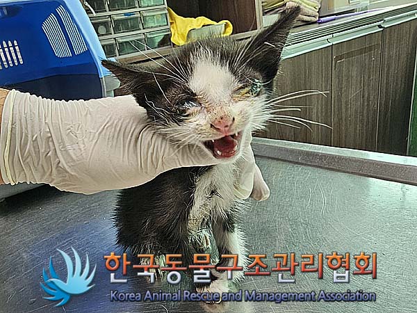 보호중 한국 고양이…