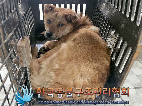 한국동물구조관리협회_441560202400677