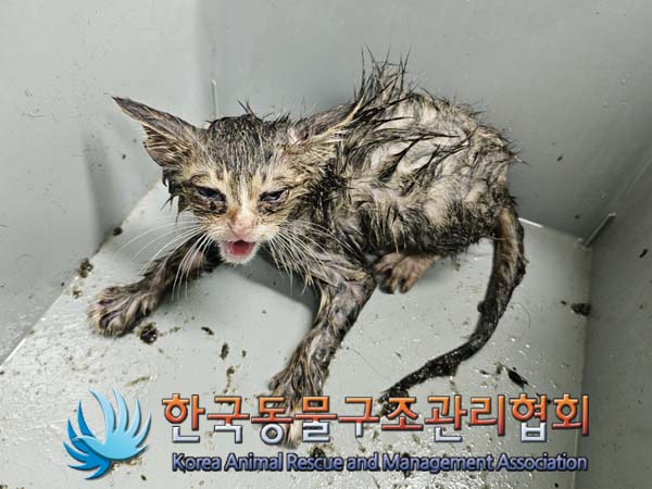 한국동물구조관리협회_441406202401153