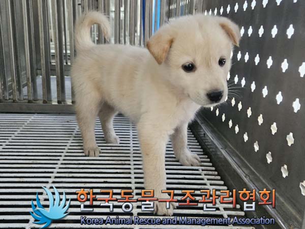 한국동물구조관리협회_411300202400278
