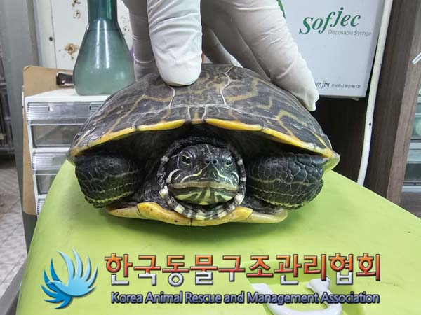 보호중 거북이의 가…
