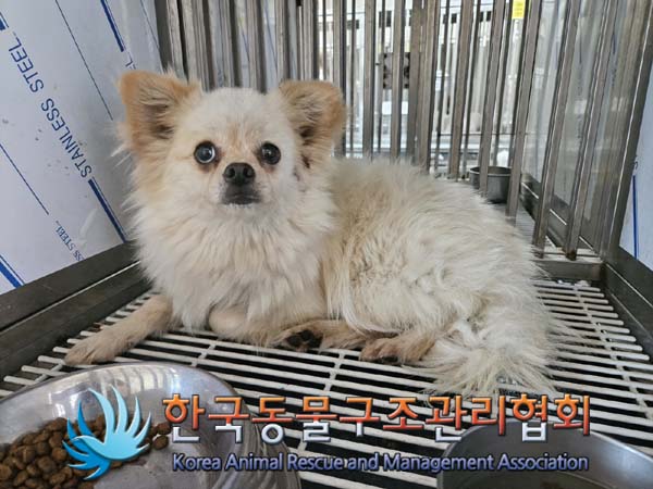 한국동물구조관리협회_441409202400944