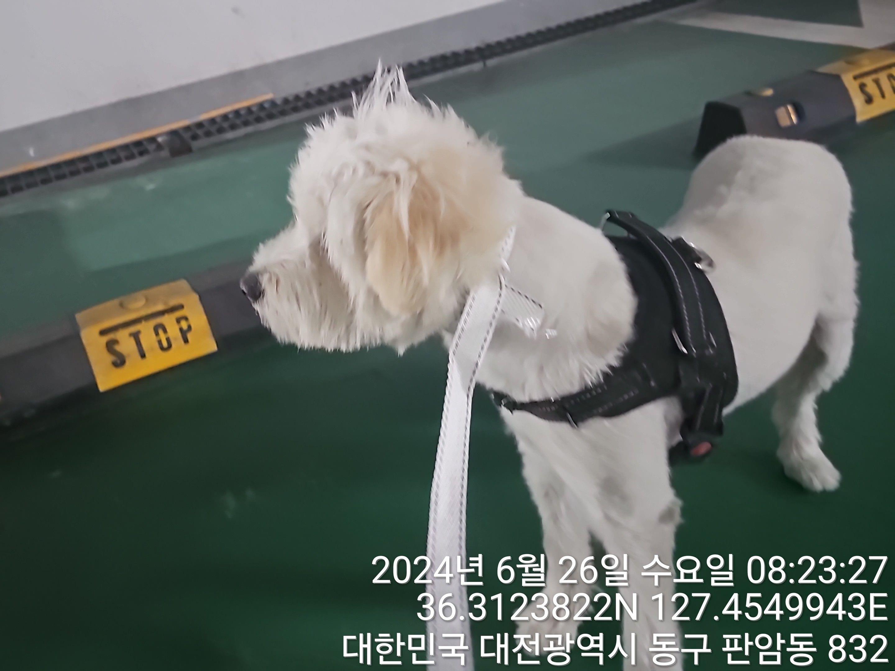 종료(반환) 믹스견…