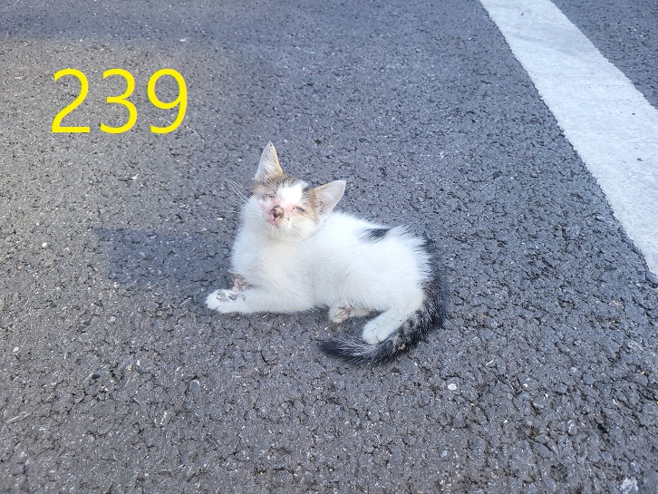 신영재동물병원_428355202400427