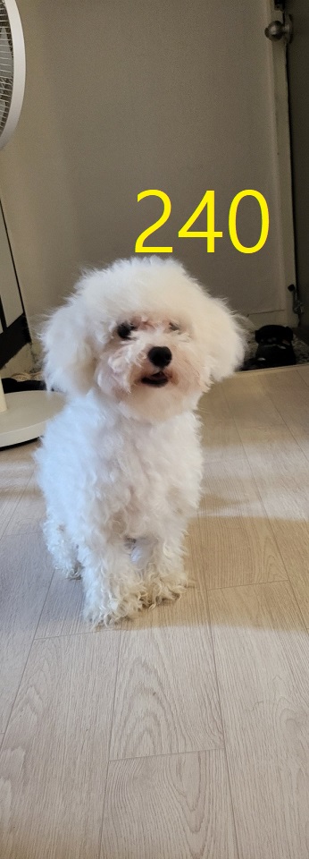 보호중 비숑 프리제…