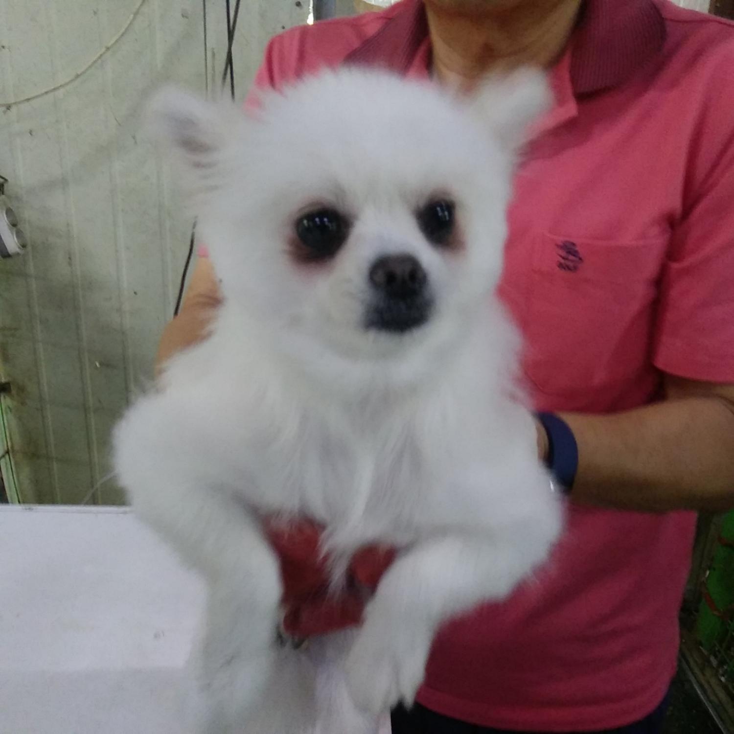 인천광역시수의사회_428353202400621