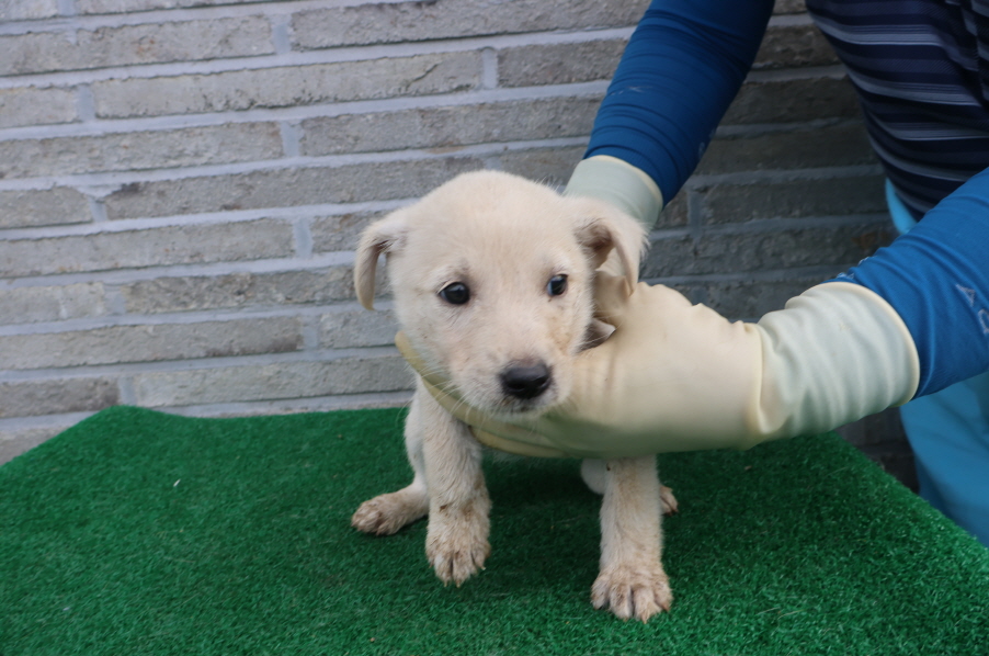 제주 동물보호센터_450650202401947