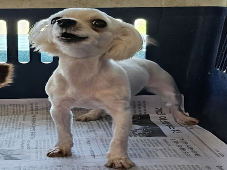 원주시동물보호센터_442419202400392