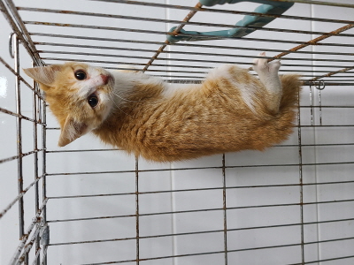 동부동물보호협회_426335202400179