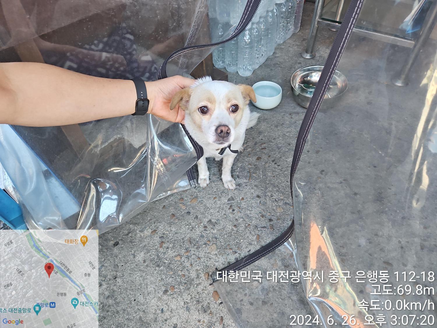 종료(반환) 믹스견…