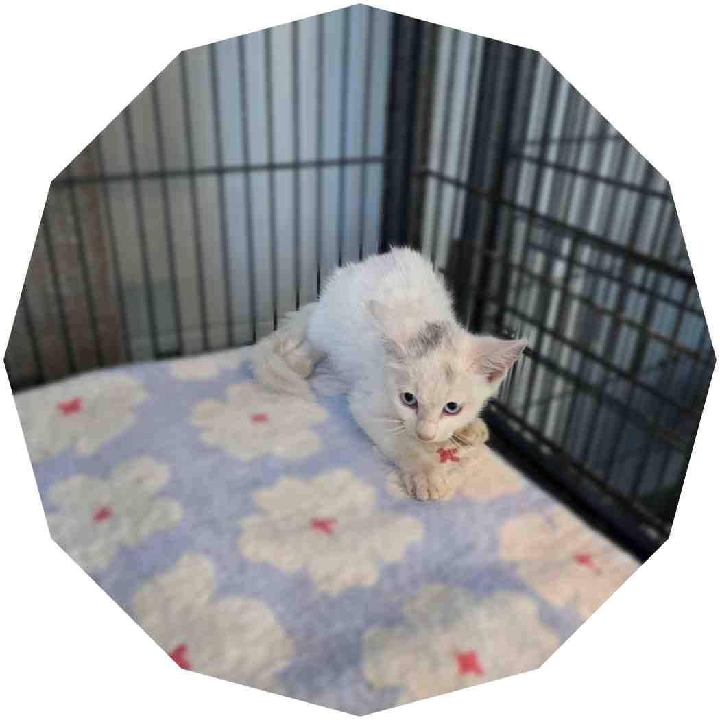 군산유기동물보호센터_445467202401259