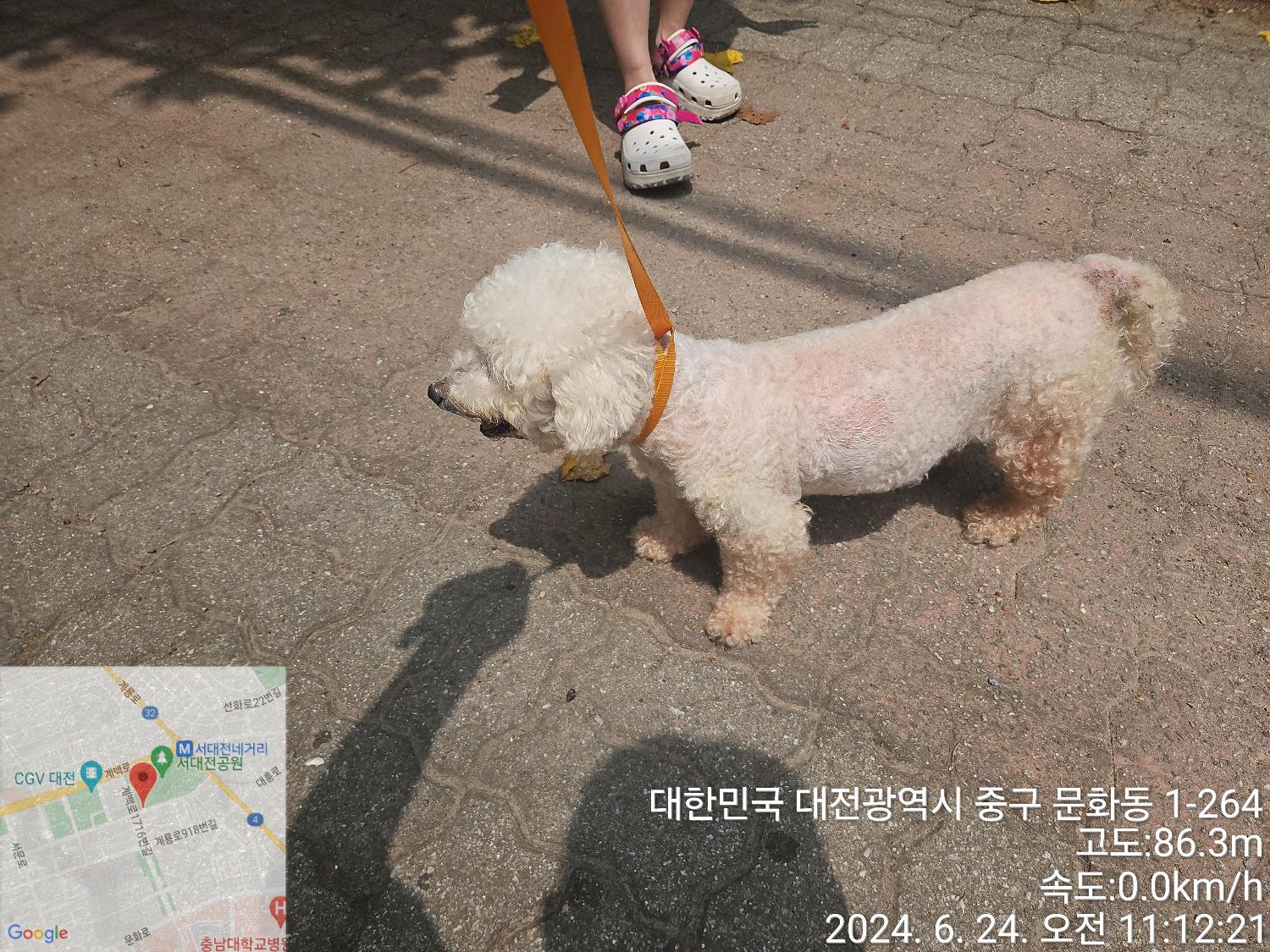 종료(반환) 비숑 …