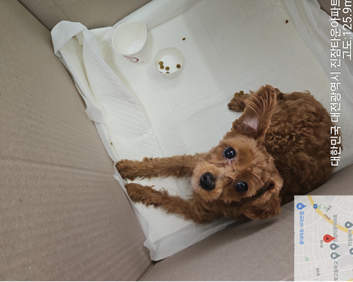 대전동물보호센터_430367202400448