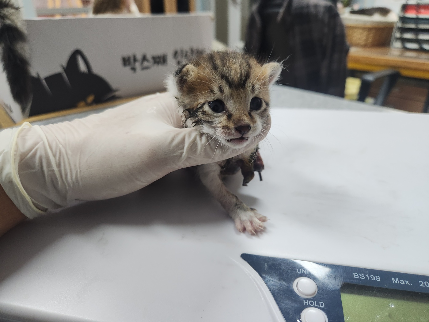 광주 동물보호소_429361202400309