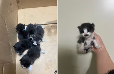 보호중 한국 고양이…