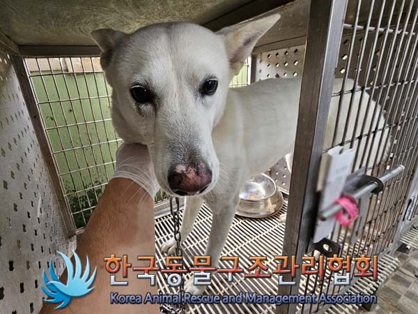 종료(반환) 믹스견…