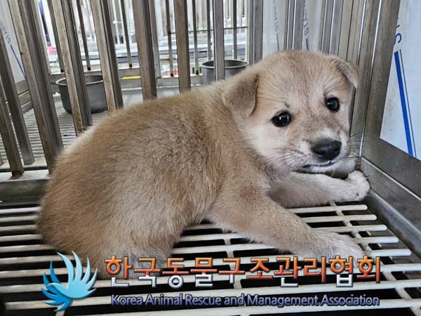한국동물구조관리협회_441406202401158