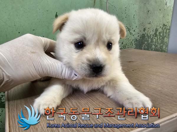 한국동물구조관리협회_441560202400685